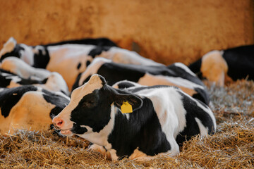 Closeup portrait of holstein calf cow lying in straw inside dairy farm with sunlight