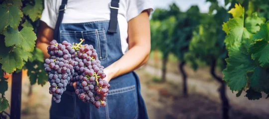 Türaufkleber Farmer holding freshly harvested grapes. Organic crop and agricultural business concept © EdNurg