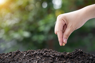 The hands of a woman planting beans in the ground.