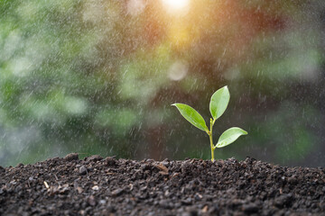 Watering young seedlings in the morning light on a natural background.