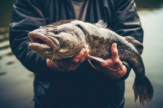 An enthusiastic angler proudly displaying a trophy catfish he caught during a summer fishing expedition by the river, symbolizing the excitement of the sport.