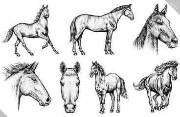 Vintage engraving isolated horse set illustration ink sketch. Wild equine background nag mustang animal silhouette art. Black and white hand drawn vector image - 689672057