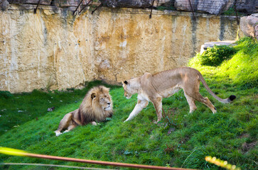 A lion who lives in a zoo lies on the green grass, plays with a lioness and walks