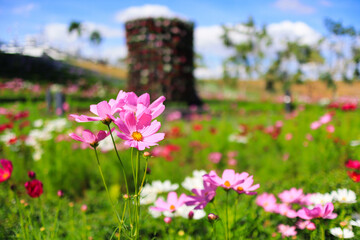 flowers in the garden