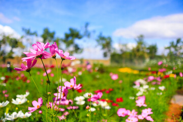 pink cosmos flowers in field