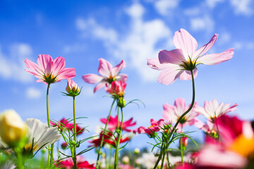 pink cosmos flowers against blue sky