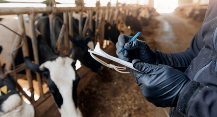 Farmer uses checklist to monitor health of cows, farm livestock industry. Vet doctor control milk yield indicators, food ration, data insemination - obrazy, fototapety, plakaty