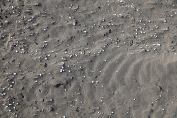 Fototapeta na wymiar Sandy beach with small shells. Sea shore. 