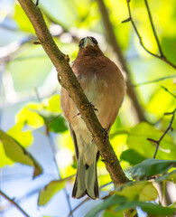 Bird pigeon on a tree branch in the park