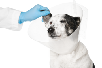 A veterinarian in gloves checks a dog's ears, a dog in a veterinary plastic cone