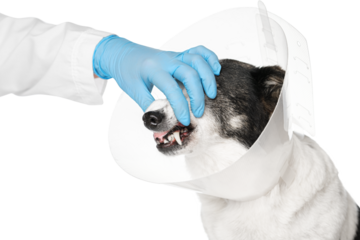 A veterinarian in gloves checks a dog's teeth, a dog in a veterinary plastic cone