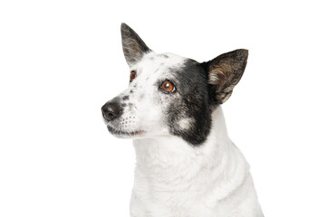 Dog looking to the side, isolate