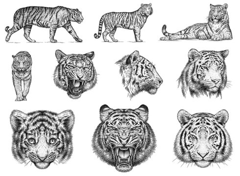 Vintage engraving isolated tiger set illustration ink sketch. Africa wild cat background animal silhouette art. Black and white hand drawn image