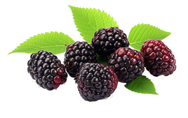 Ethereal Blackberries Elegance On Transparent background