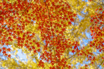 黄色い銀杏の葉をバックに赤く染まる紅葉の葉