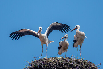 Storchennest auf dem Dach