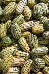 Many green and yellow striped pumpkins of different sizes. Background
