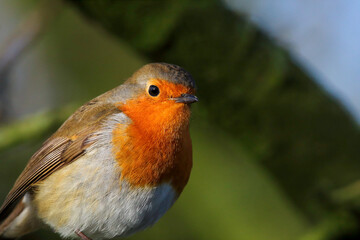 Fototapeta premium A beautiful animal portrait of a Robin, the bird often associated with Christmas time.