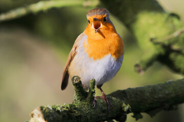 A beautiful animal portrait of a Robin singing in the forest - their beak wide open as they sing in the sun