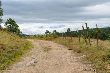 Green field landscape, living nature