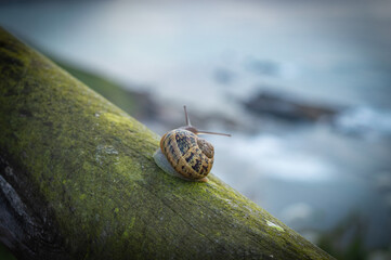 Snail on tree branch with green moss