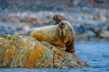 Walrus