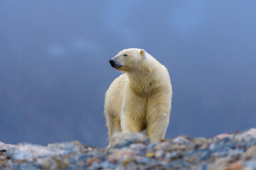 Polar bear, male, Svalbard © Sunil Singh