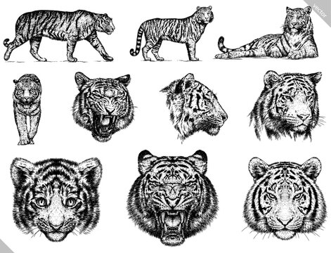 Vintage engraving isolated tiger set illustration ink sketch. Africa wild cat background animal silhouette art. Black and white hand drawn vector image