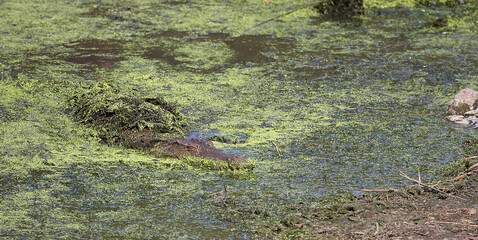 Nilkrokodil / Nile crocodile / Crocodylus niloticus