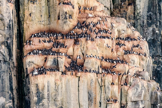 thick-billed murre or Br&uuml;nnich's guillemot (Uria lomvia)