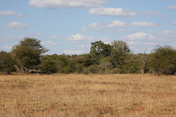 Afrikanischer Busch - Krügerpark / African Bush - Kruger Park /