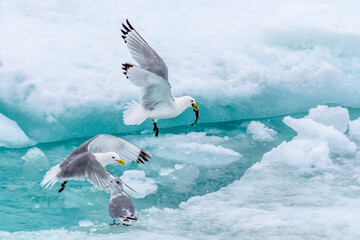 Black-legged kittiwake (Rissa tridactyla)