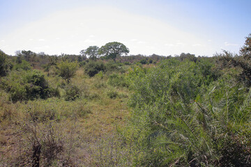 Fototapeta na wymiar Afrikanischer Busch - Krügerpark / African Bush - Kruger Park /