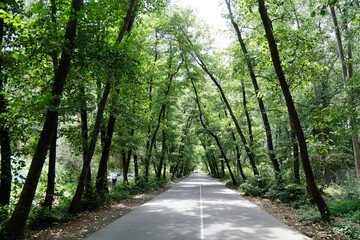 Tree lined country road .road and tree tunnel.