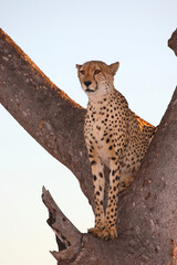 Gepard auf Baum / Cheetah in tree / Acinonyx jubatus © Ludwig
