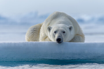 Male Polar bear, Svalbard - obrazy, fototapety, plakaty