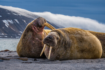Walrus relaxing on an island near Svalbard