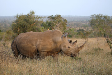 Obraz premium Breitmaulnashorn und Rotschnabel-Madenhacker / Square-lipped rhinoceros and Red-billed oxpecker / Ceratotherium simum et Buphagus erythrorhynchus