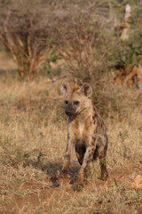Tüpfelhyäne / Spotted hyaena / Crocuta crocuta.