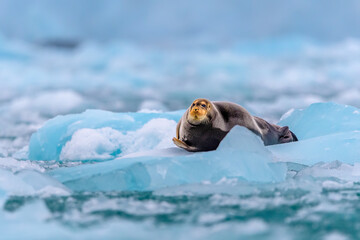 Naklejka premium Bearded Seal