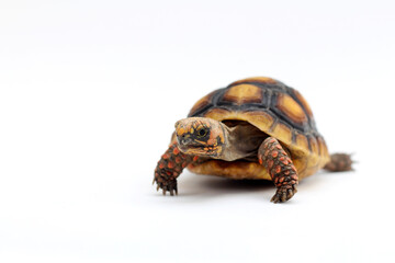 Cute small baby Red-foot Tortoise in front of white background, The red-footed tortoise isolated white background studio lighting , The red-footed tortoise (Chelonoidis carbonarius) is a species of to