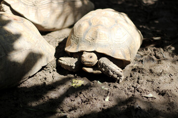 African Sulcata Tortoise Natural Habitat,Close up African spurred tortoise resting in the garden,...