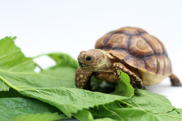 Cute small baby African Sulcata Tortoise in front of white background, African spurred tortoise isolated white background studio lighting,Cute animal