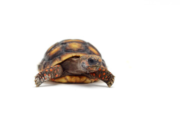 Cute small baby Red-foot Tortoise in front of white background, The red-footed tortoise isolated white background studio lighting , The red-footed tortoise (Chelonoidis carbonarius) is a species of to
