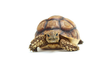 Cute small baby African Sulcata Tortoise in front of white background, African spurred tortoise isolated white background studio lighting,Cute animal