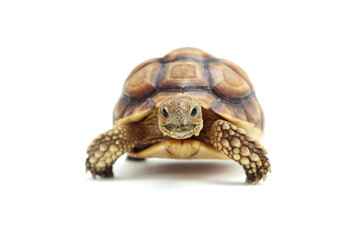 Cute small baby African Sulcata Tortoise in front of white background, African spurred tortoise...