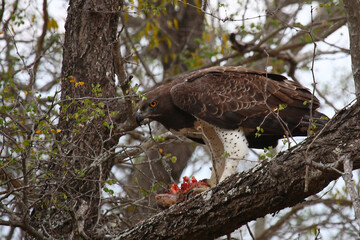 Kampfadler / Martial Eagle / Polemaetus bellicosus