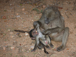 Bärenpavian / Chacma baboon / Papio ursinus