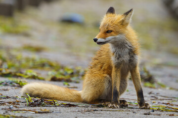 海辺のキタキツネ　北海道のかわいい野生動物　