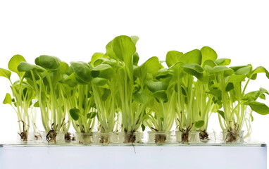 Hydroponic Growing Mastery On Transparent PNG